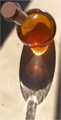 Borovice Pampeliška.jpg