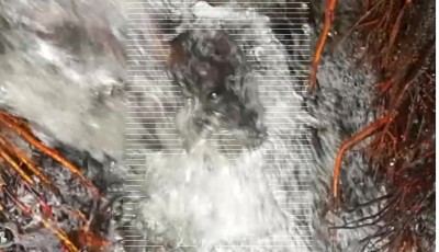 2. IMG_20231228_1553 -b.jpg